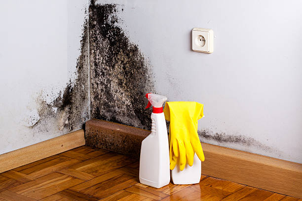 Professional Mold Inspection, Removal & Remediation in St Paul, MO